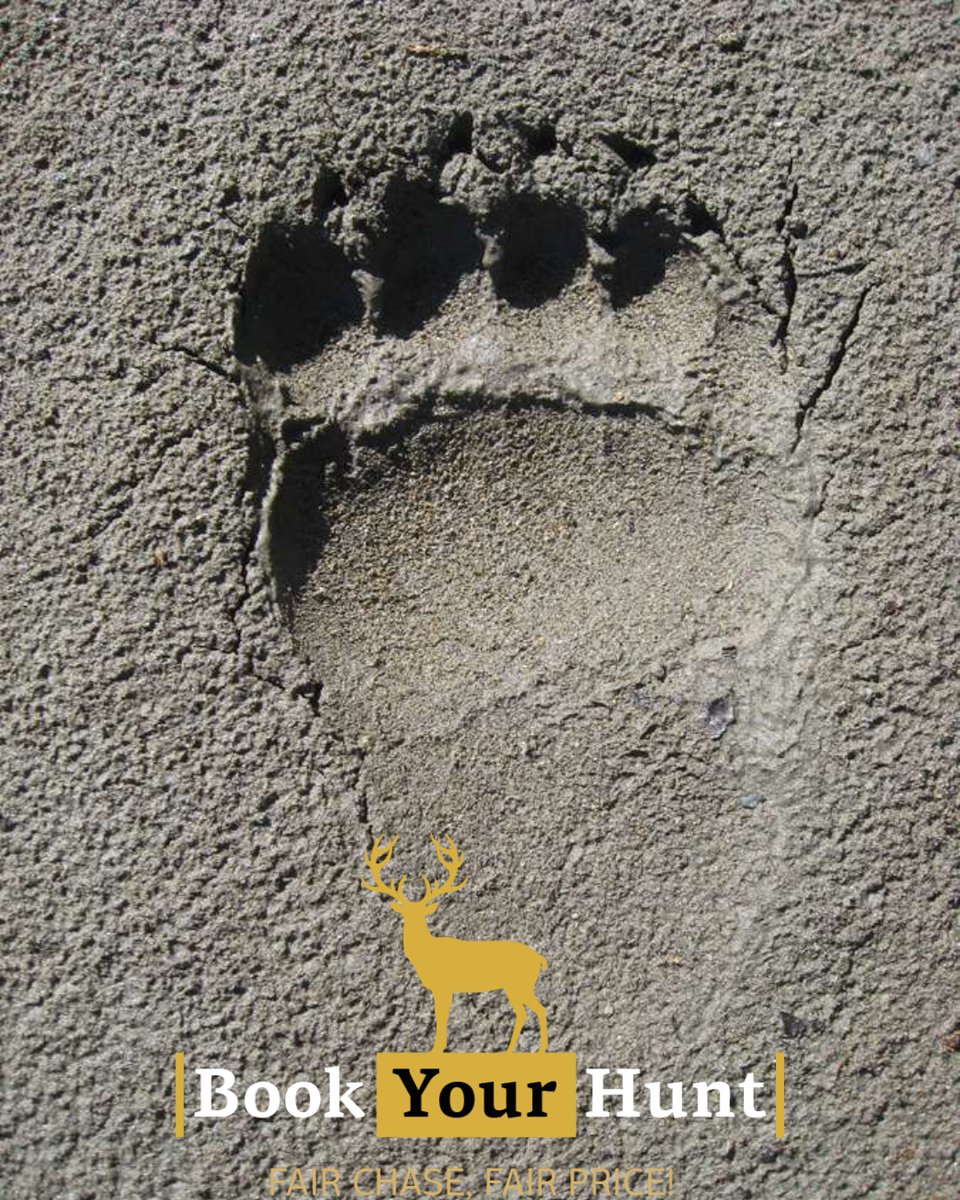 BookYourHunt tweet media