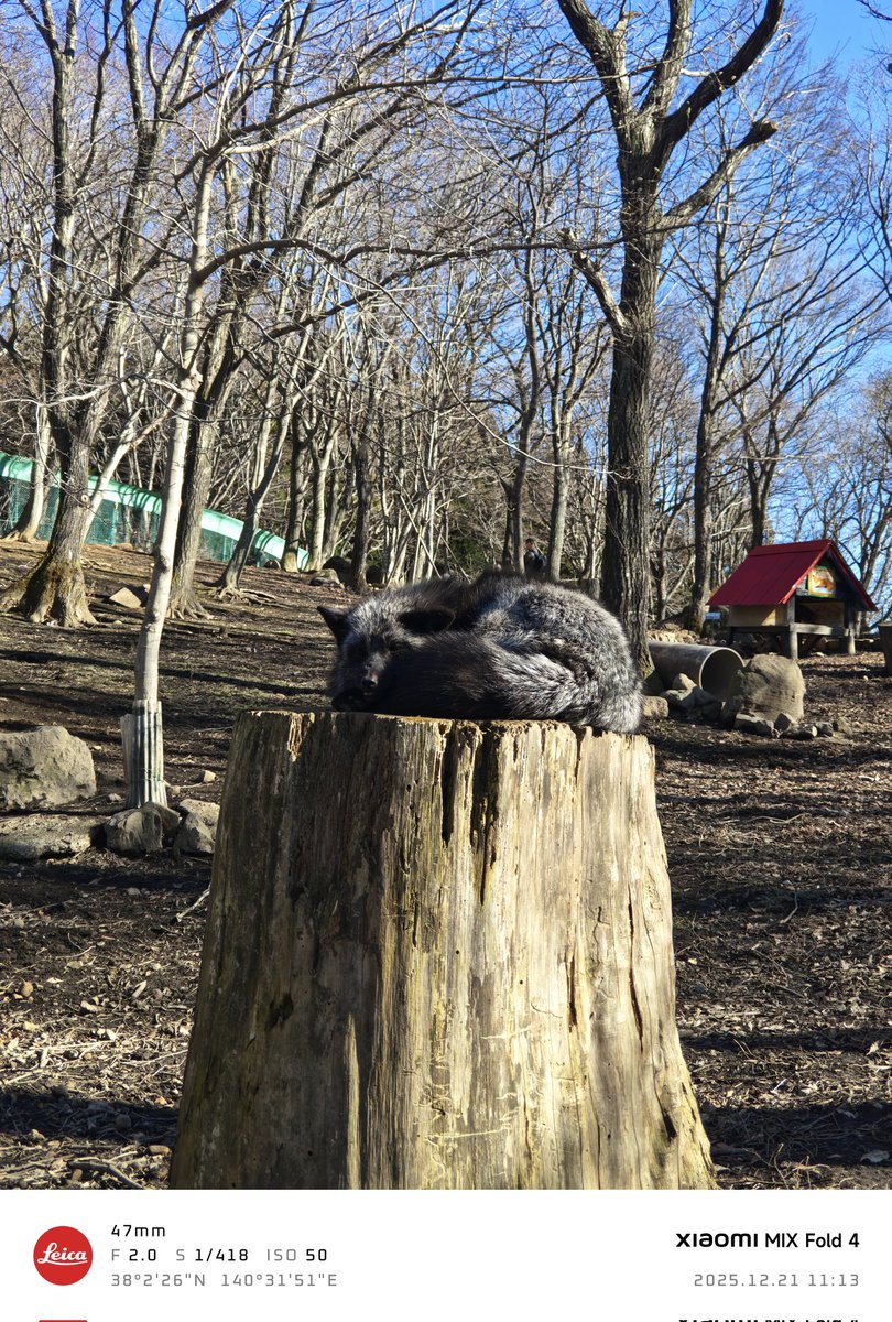 Throw back last year Tohoku trip part 1 - Ouchijuku, Tsuruga castle, Zao fox village