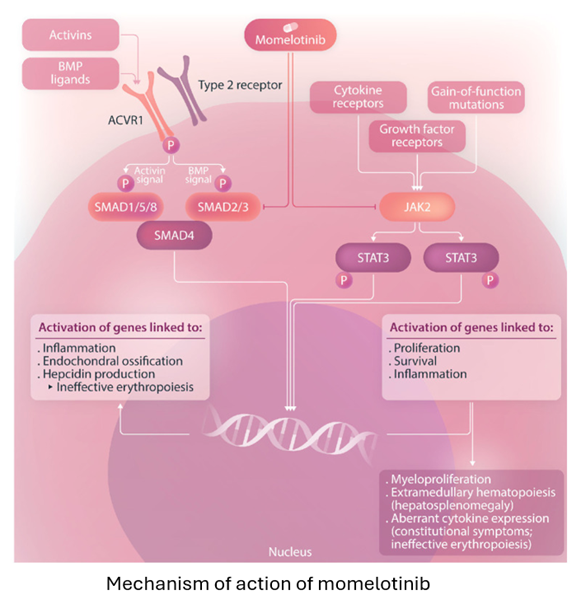 onc_ce's tweet image. 17c) The benefit in MF-anemia from #momelotinib has been linked not just to #JAK1/2 inhibition but also to #ACVR1 inhibition, distinguishing it from ruxolitinib and fedratinib, which do not significantly inhibit ACVR1. See 🔓pubmed.ncbi.nlm.nih.gov/36861402/.
