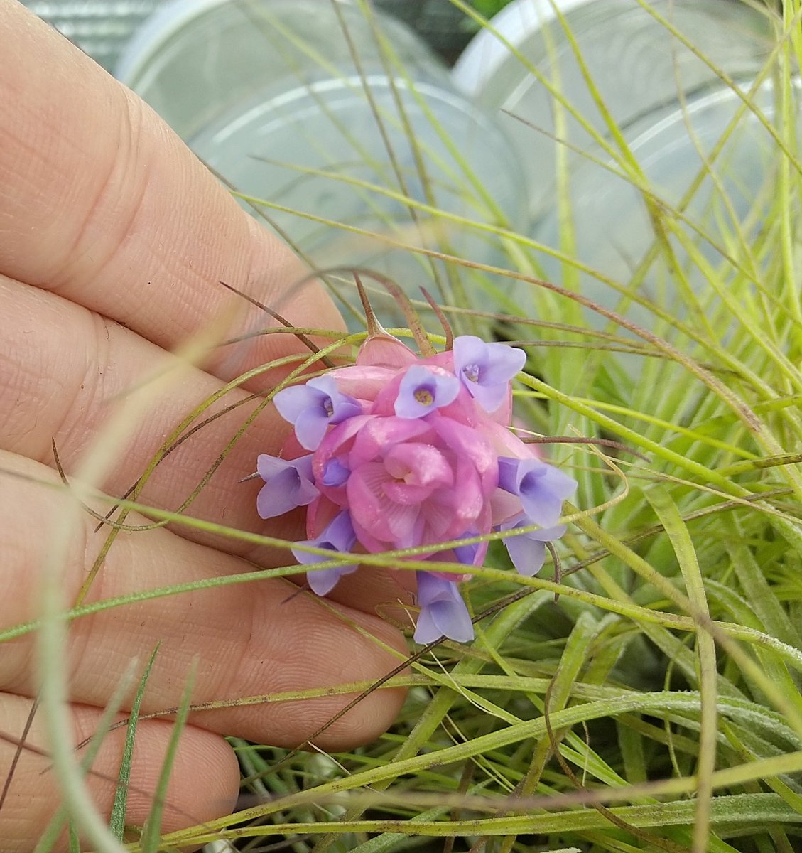 この個体は開花姿が特に美しい気がするので選抜しておく。 Tillandsia