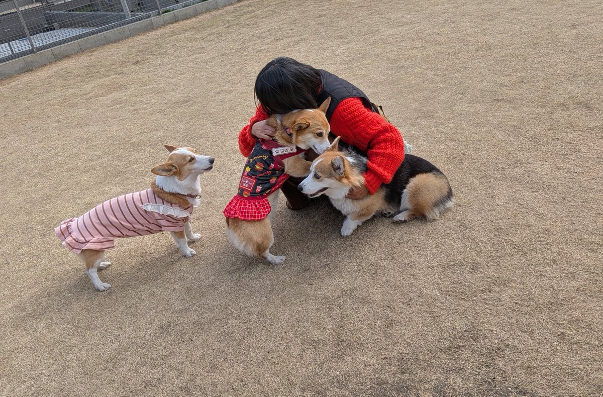 寒かったけどコーギー達は元気にわちゃわちゃ！幸せ空間だった