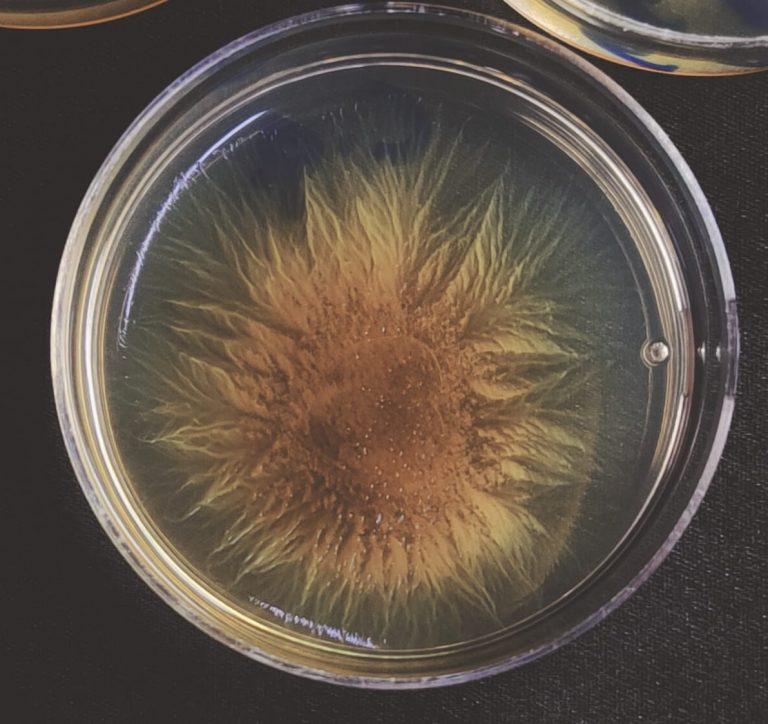 iiscbangalore's tweet photo. New research at IISc shows that population bottlenecks can strongly shape how cooperation evolves in microbial communities. Researchers studied the growth and fruiting body formation in Myxococcus xanthus.

Read: https://t.co/S4jmk1E7FB https://t.co/PAB8q8stAQ