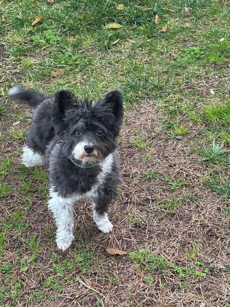 Me llamo Chase, mi dueña por enfermedad no puede seguir ocupándose de mi 😓
Busco una familia de acogida  soy bueno y cariñoso 🐶
Interesados 
Tlf 603473405 Ana 
Tlf 609912551 Isa 
Gracias 😍🐶