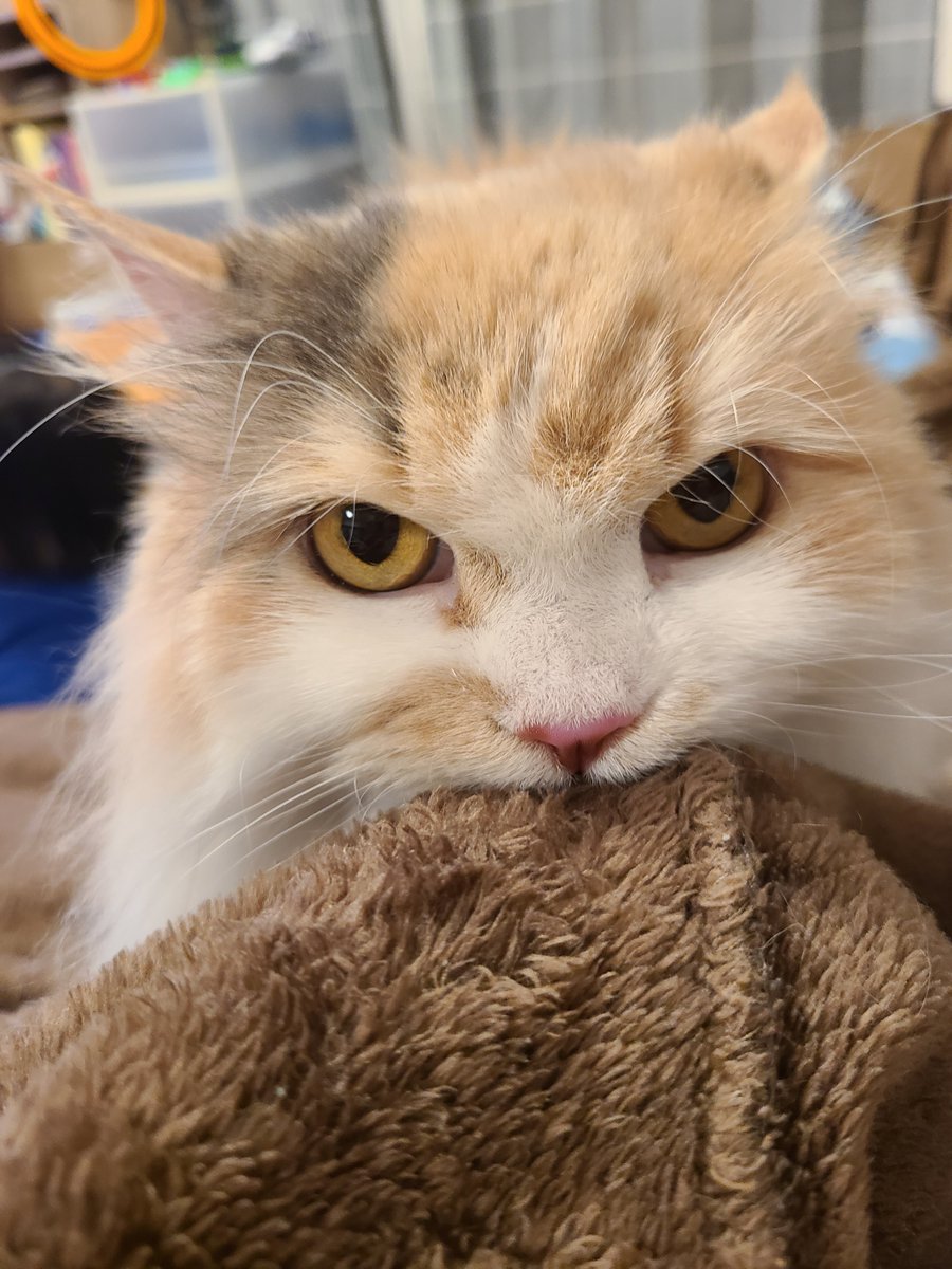 真剣ふみちゅぱ
#猫のいる暮らし #猫のいる幸せ