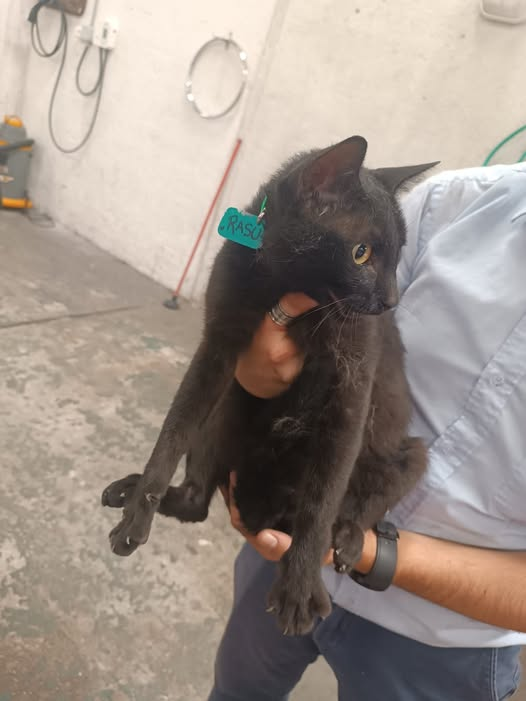 Gato macho, negro, sin castrar, encontrado 18/1 en el motor de ambulancia en Villa Dolores Montevideo, está bien, tiene identificación con celular borrado, nombre Rasu. Contacto 099662207
(se parece al mío.....todos los gatos negros se parecen)