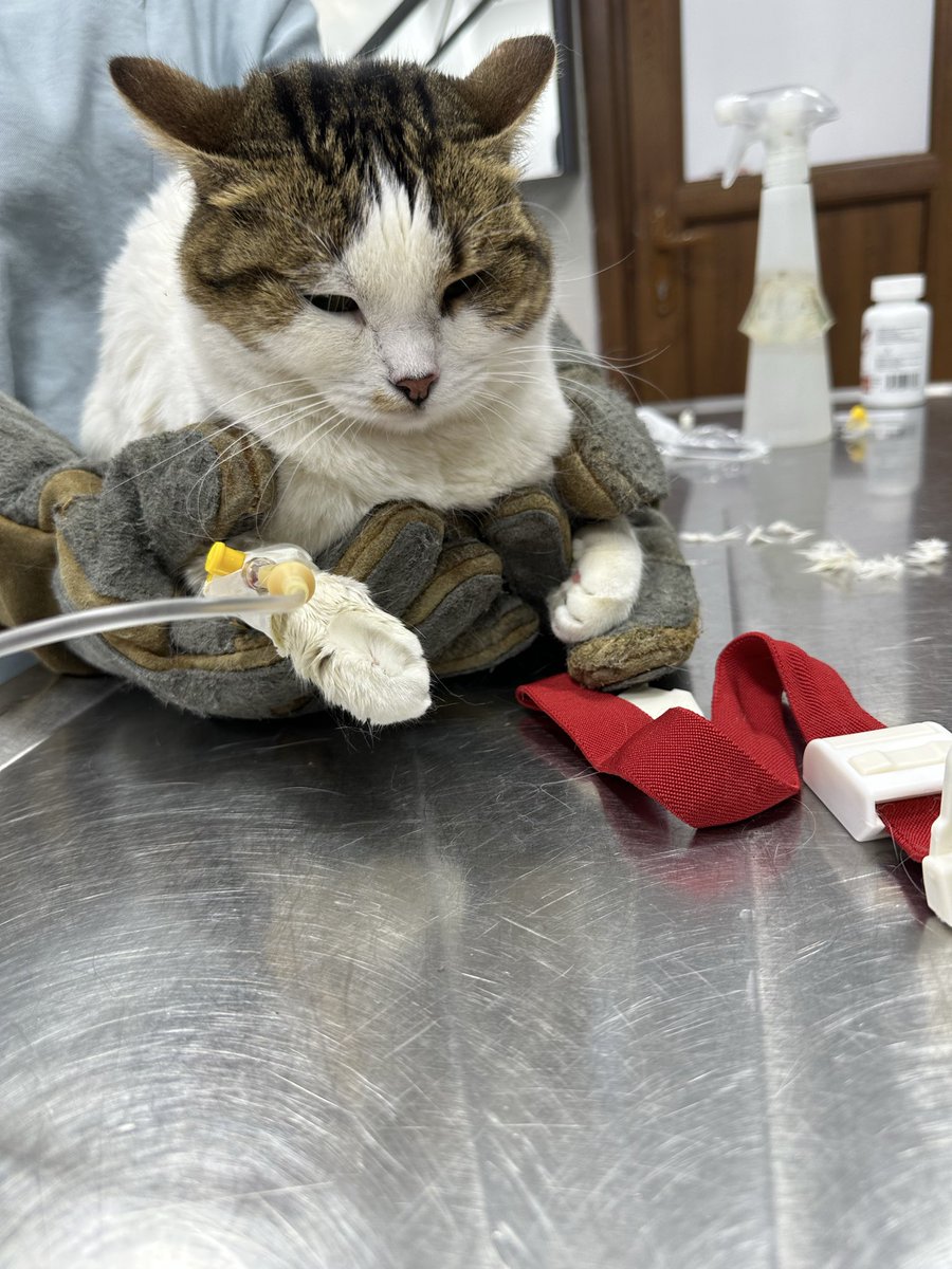 Boncuk Karaduduş tweet media