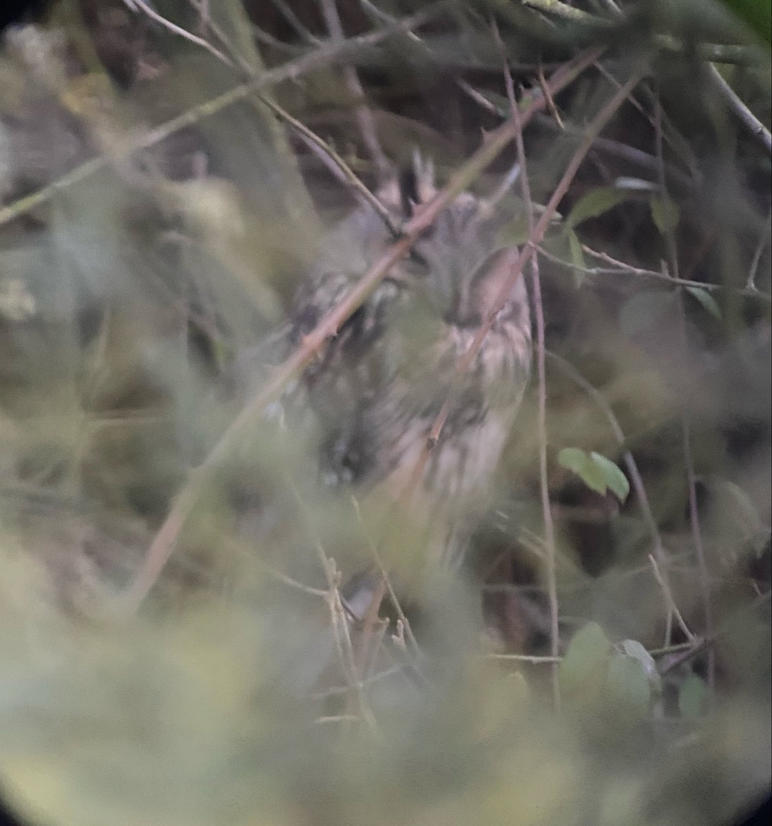 A nice way to end 2 days top birding in Norfolk. Eastern Black Redstart, Red Throated Divers, Red-necked Grebe, Red Breasted Mergansers (a lot of red!), Velvet Scoters, Long Tailed Ducks, Scaup, thousands of geese, Marsh Harriers, Grey Plover. The LEO was on the way home