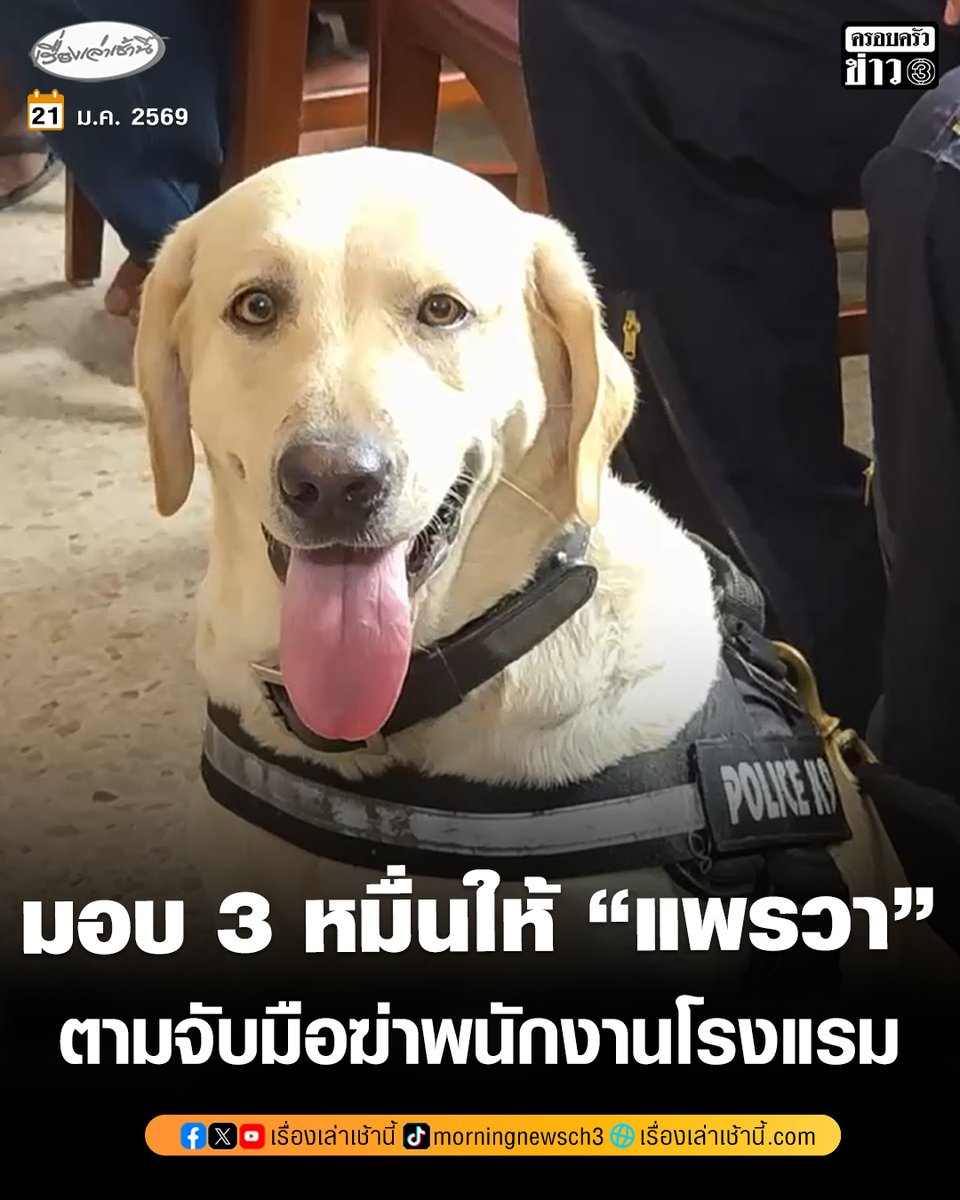 มอบรางวัลนำจับ 3 หมื่น “น้องแพรวา” สุนัข K9 และชุดสืบ สภ.หัวหิน จับฆาตกรมือฆ่าพนักงานโรงแรมได้รวดเร็ว เผยเงินส่วนหนึ่งนำไปจัดซื้อของโปรด-อาหารที่น้องชอบ ด้านญาติผู้เสียชีวิตรุดขอบคุณ

อ่านข่าว : ch3plus.com/news/social/mo…

#เรื่องเล่าเช้านี้ #ข่าวช่อง3 #ข่าวสังคม #แพรวา #สุนัขK9