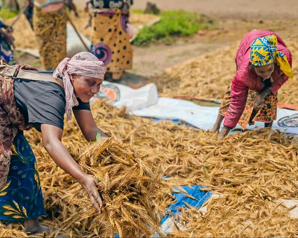 AALI African Agricultural Leadership Institute tweet media