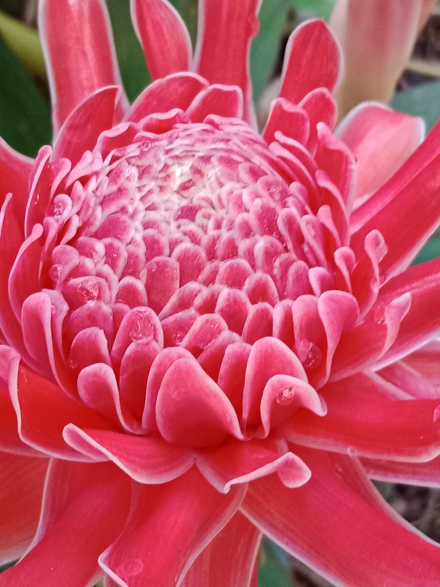 AKIMBO_888's tweet photo. #PinkonWednesday
#Redemptionflower
A blessed and exhilarating pink on Wednesday to us all. ๐๐๐
Keep hydrated. ๐ฐ
Stay safe everyone. ๐๐ค๐๐ค๐ https://t.co/jZpu4sn6eO