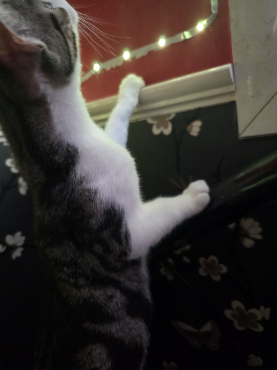 he screamed bloody murder outside my door until i let him in