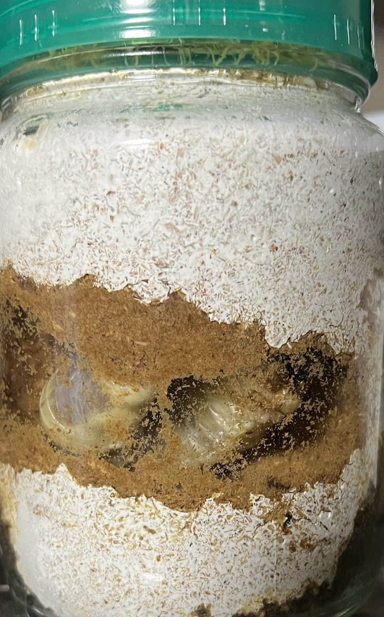 帰宅して、これが目に飛び込んだ。
初令投入→24g→30g。
あぁ、夢なら覚めないで😆