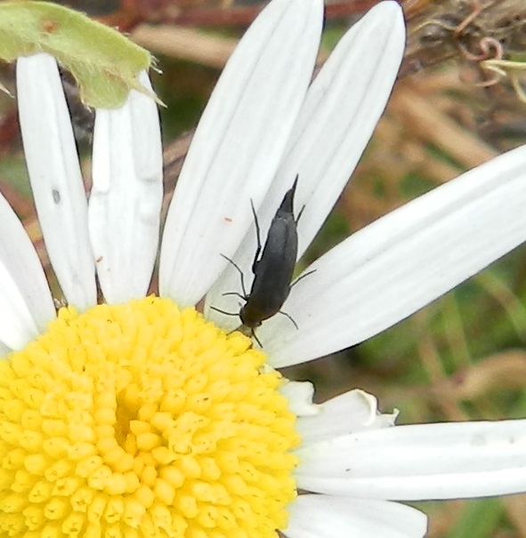 Jean Gautier 🐝🦋🐞 #Insoumis, Écolo et partageux tweet media