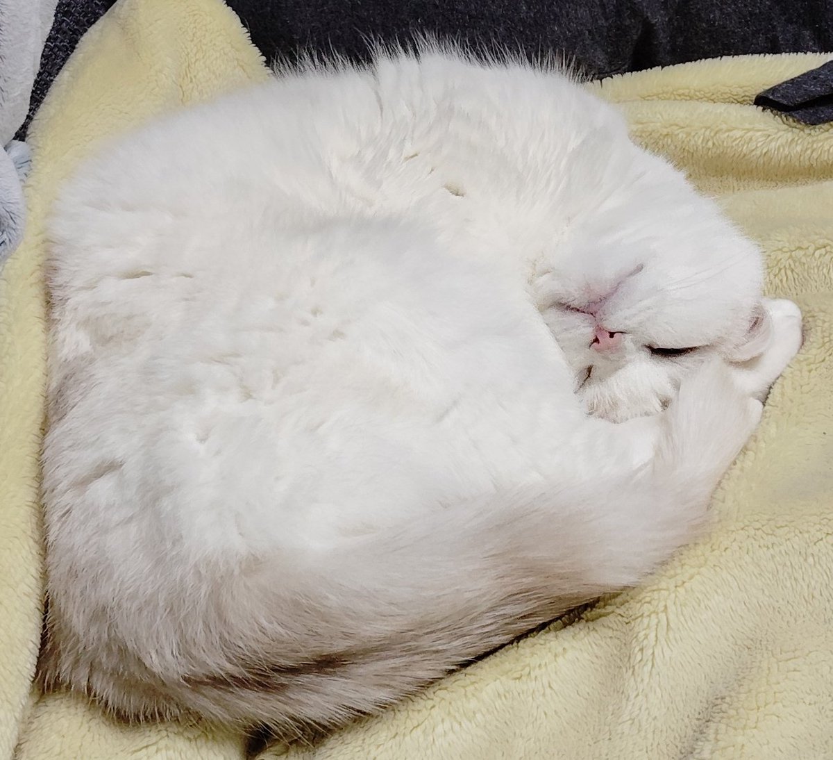 福ちゃん (@fukuchanwhite) / Posts / X