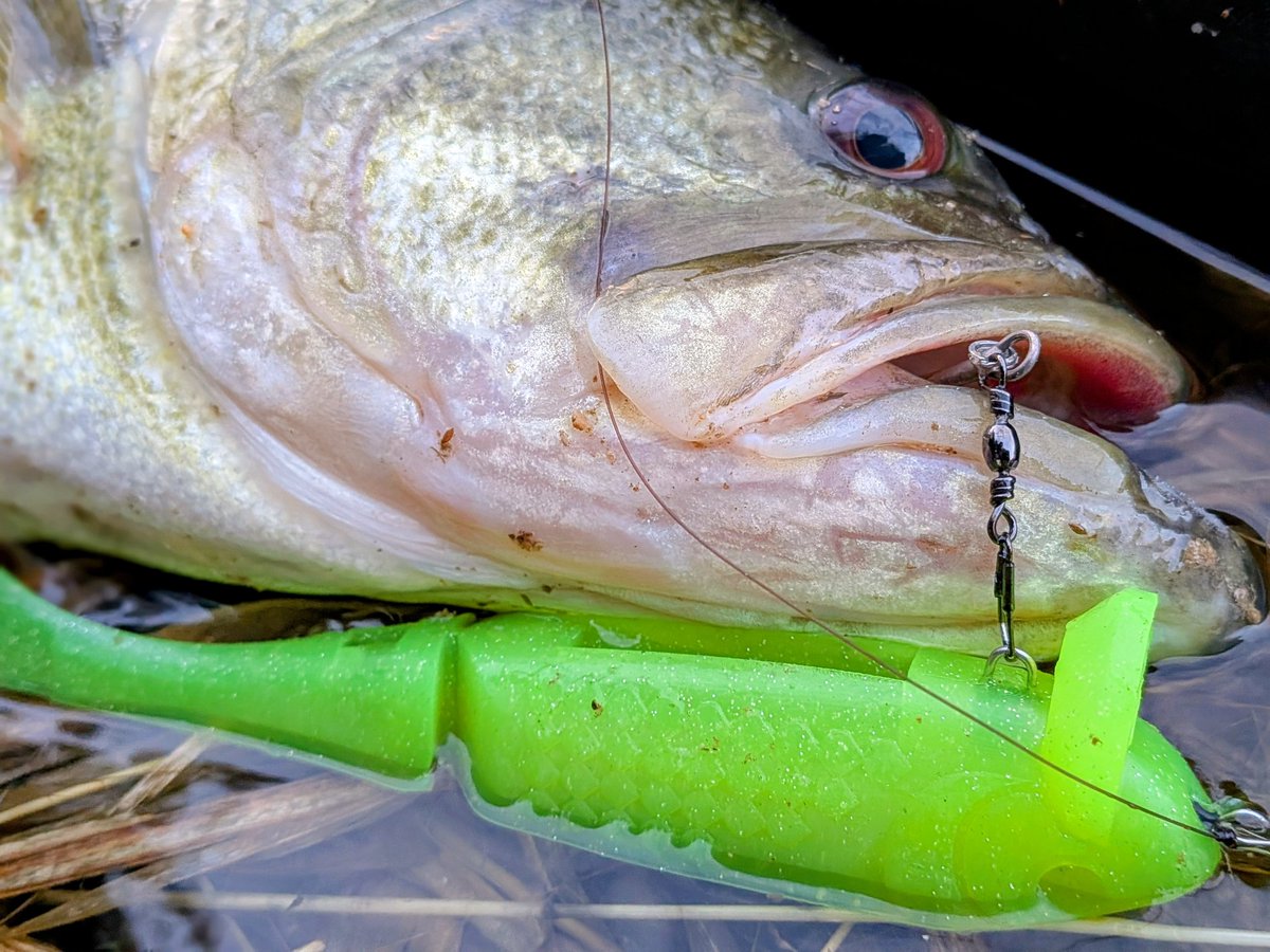 サカナツリマン tweet media