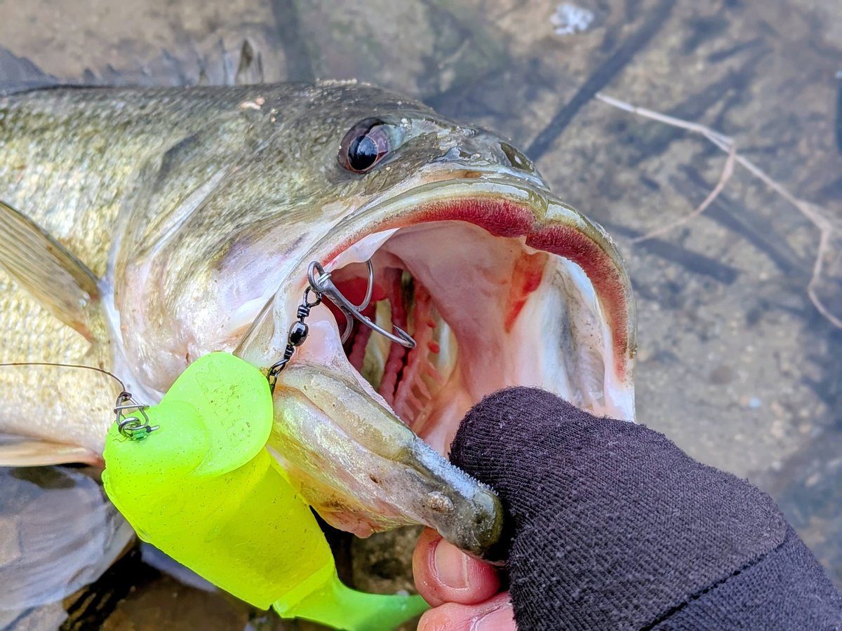 サカナツリマン tweet media