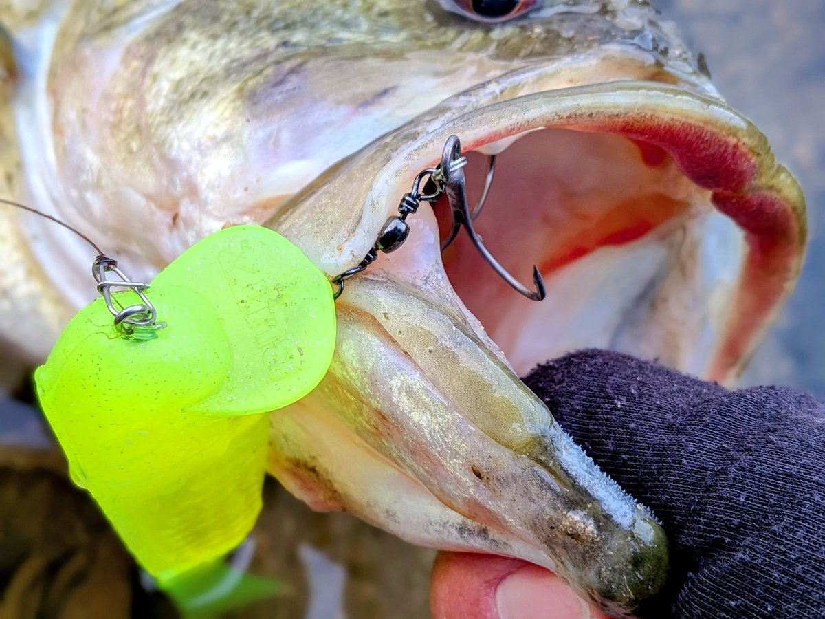 サカナツリマン tweet media