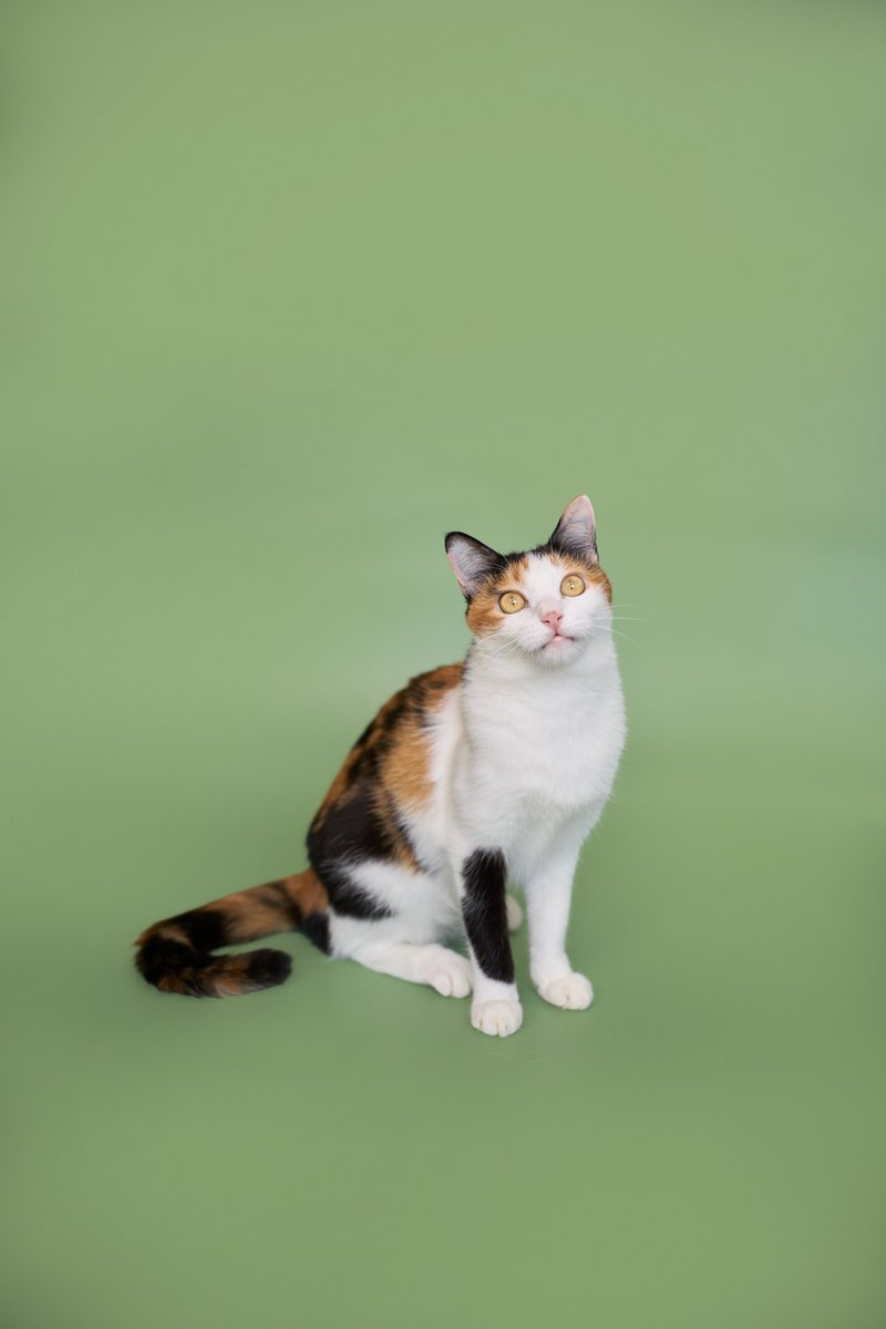 soidogadoptions's tweet image. น้องแมวหาบ้านวันที่ 21.01.26🧡 

📷พิมรตา เพศเมีย อายุ 2 ปี 1 เดือน

สนใจรับเลี้ยงแอดไลน์ @adoptionth 
หรือโทร 061-2642296

#availableforlocal #แมวหาบ้าน #หาบ้านให้แมว #แมวจรหาบ้าน