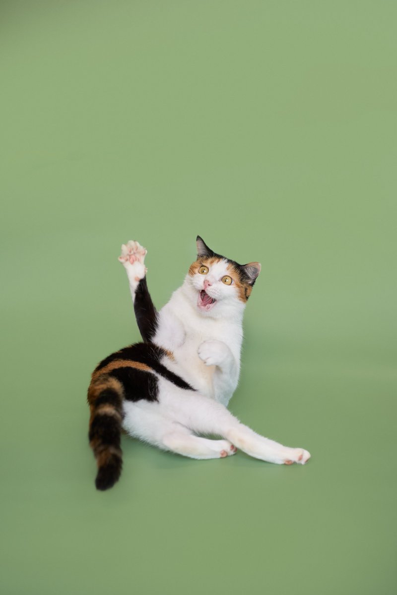 soidogadoptions's tweet image. น้องแมวหาบ้านวันที่ 21.01.26🧡 

📷พิมรตา เพศเมีย อายุ 2 ปี 1 เดือน

สนใจรับเลี้ยงแอดไลน์ @adoptionth 
หรือโทร 061-2642296

#availableforlocal #แมวหาบ้าน #หาบ้านให้แมว #แมวจรหาบ้าน