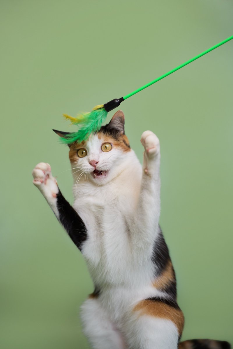 soidogadoptions's tweet image. น้องแมวหาบ้านวันที่ 21.01.26🧡 

📷พิมรตา เพศเมีย อายุ 2 ปี 1 เดือน

สนใจรับเลี้ยงแอดไลน์ @adoptionth 
หรือโทร 061-2642296

#availableforlocal #แมวหาบ้าน #หาบ้านให้แมว #แมวจรหาบ้าน