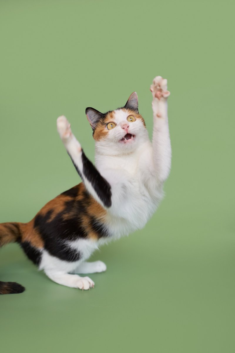 soidogadoptions's tweet image. น้องแมวหาบ้านวันที่ 21.01.26🧡 

📷พิมรตา เพศเมีย อายุ 2 ปี 1 เดือน

สนใจรับเลี้ยงแอดไลน์ @adoptionth 
หรือโทร 061-2642296

#availableforlocal #แมวหาบ้าน #หาบ้านให้แมว #แมวจรหาบ้าน