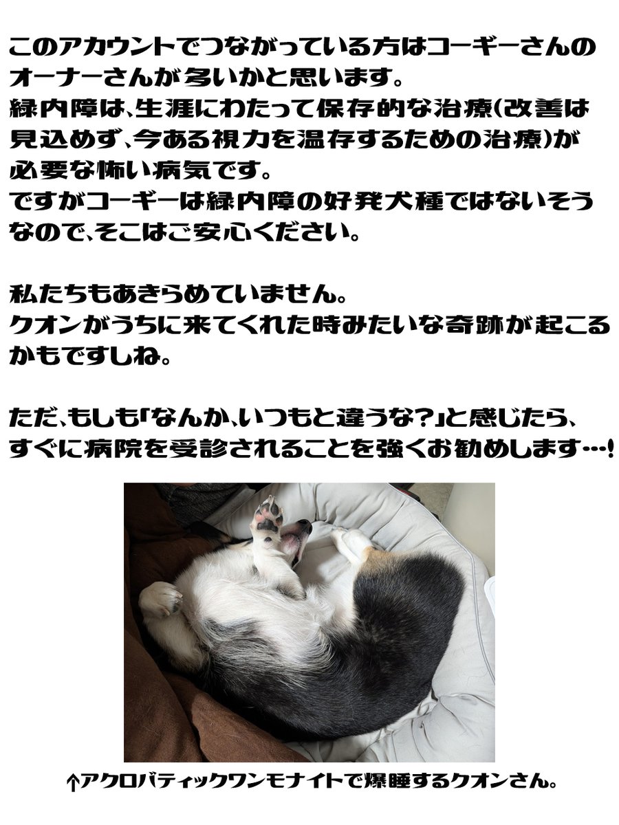クオンとかいぬし tweet media