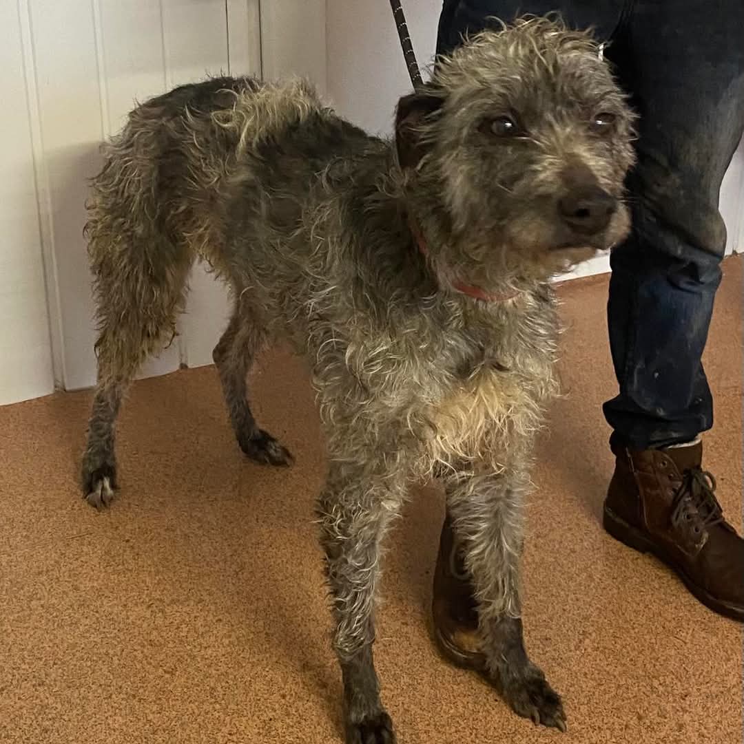 team_greenacres's tweet image. 📣🚨15 Sweet Souls Need Your Help &amp;amp; Support🚨📣

‼️PLEASE HELP US‼️ PLEASE SHARE‼️ 

Yesterday, we were called upon by Local Authority Animal Health Team to assist in a heartbreaking situation that had spiraled out of control due to a series of unfortunate events &amp;amp; health