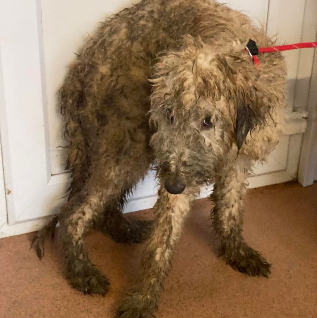 team_greenacres's tweet image. 📣🚨15 Sweet Souls Need Your Help &amp;amp; Support🚨📣

‼️PLEASE HELP US‼️ PLEASE SHARE‼️ 

Yesterday, we were called upon by Local Authority Animal Health Team to assist in a heartbreaking situation that had spiraled out of control due to a series of unfortunate events &amp;amp; health