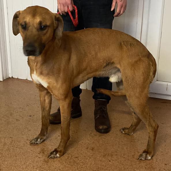 team_greenacres's tweet image. 📣🚨15 Sweet Souls Need Your Help &amp;amp; Support🚨📣

‼️PLEASE HELP US‼️ PLEASE SHARE‼️ 

Yesterday, we were called upon by Local Authority Animal Health Team to assist in a heartbreaking situation that had spiraled out of control due to a series of unfortunate events &amp;amp; health