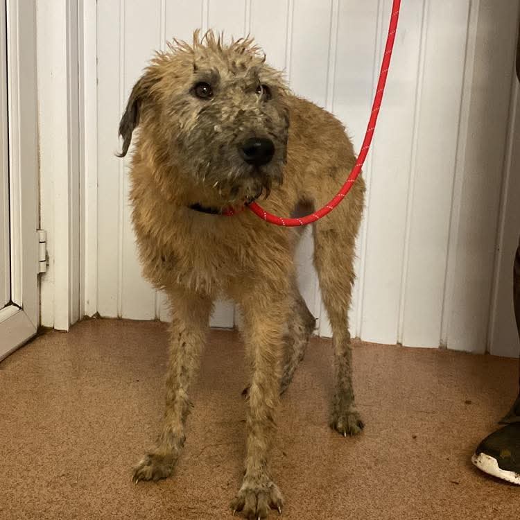 team_greenacres's tweet image. 📣🚨15 Sweet Souls Need Your Help &amp;amp; Support🚨📣

‼️PLEASE HELP US‼️ PLEASE SHARE‼️ 

Yesterday, we were called upon by Local Authority Animal Health Team to assist in a heartbreaking situation that had spiraled out of control due to a series of unfortunate events &amp;amp; health