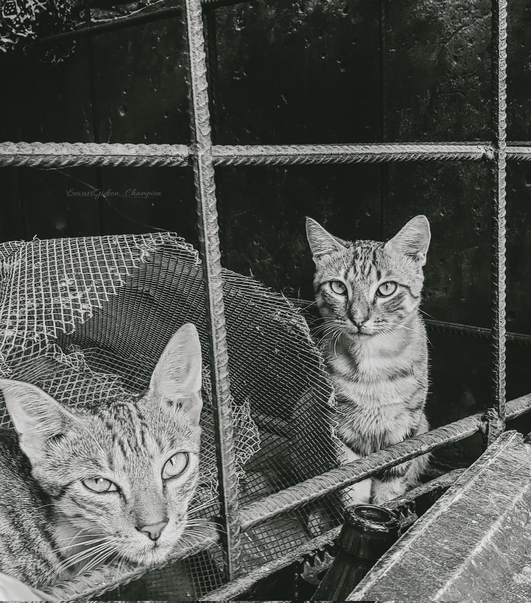 simpuu96's tweet photo. Meet my friends- Mike and James🐱🐱 https://t.co/Bb6jGaft4N