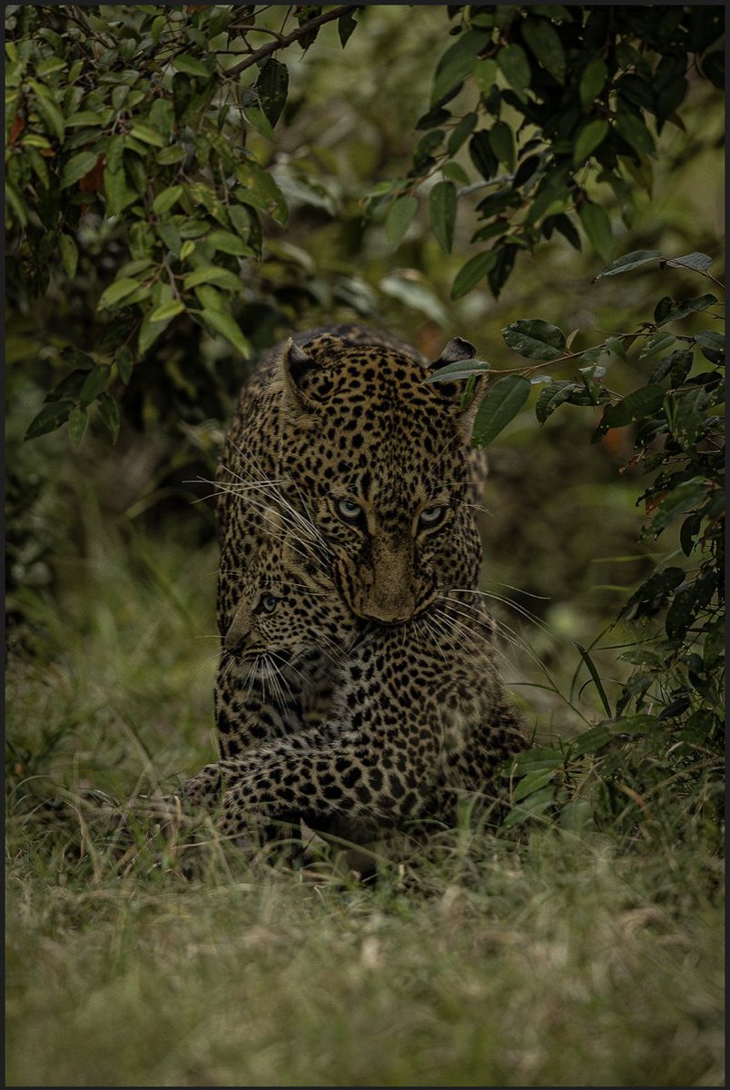 Leopardess moving her cub no doubt to its annoyance. Lovely capture again from LETURA MOSES