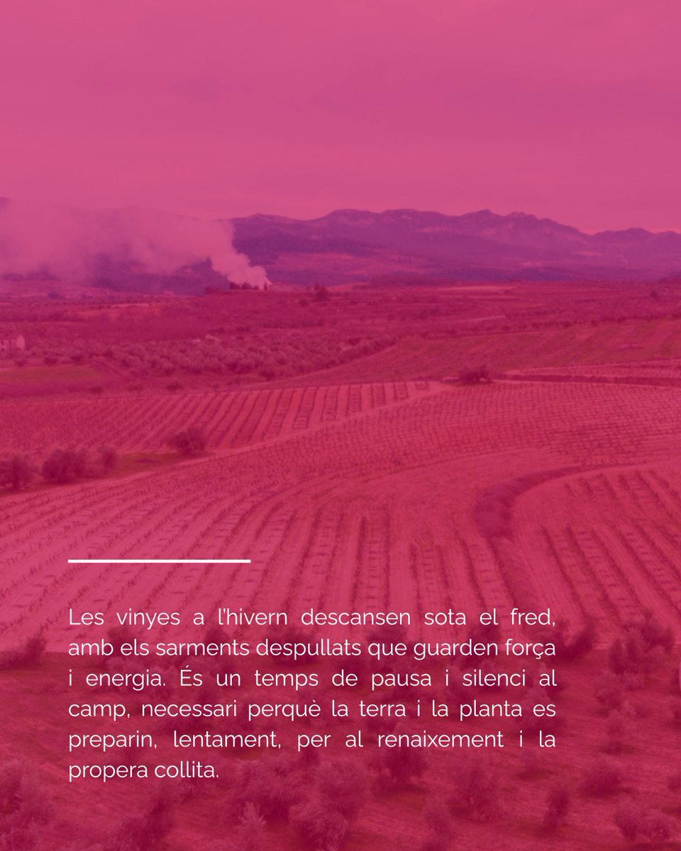 domontsant tweet media