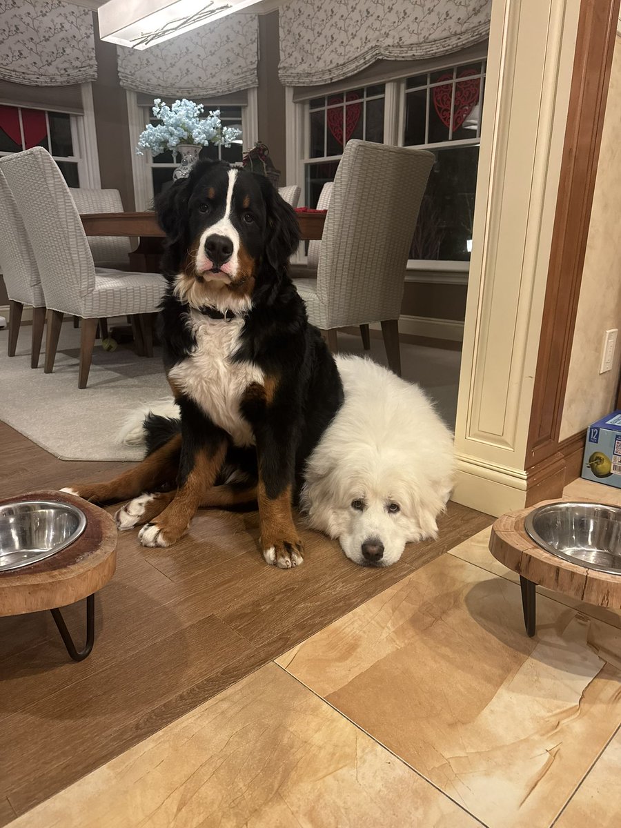 Willow and Bear waiting for me to play with them in the living room