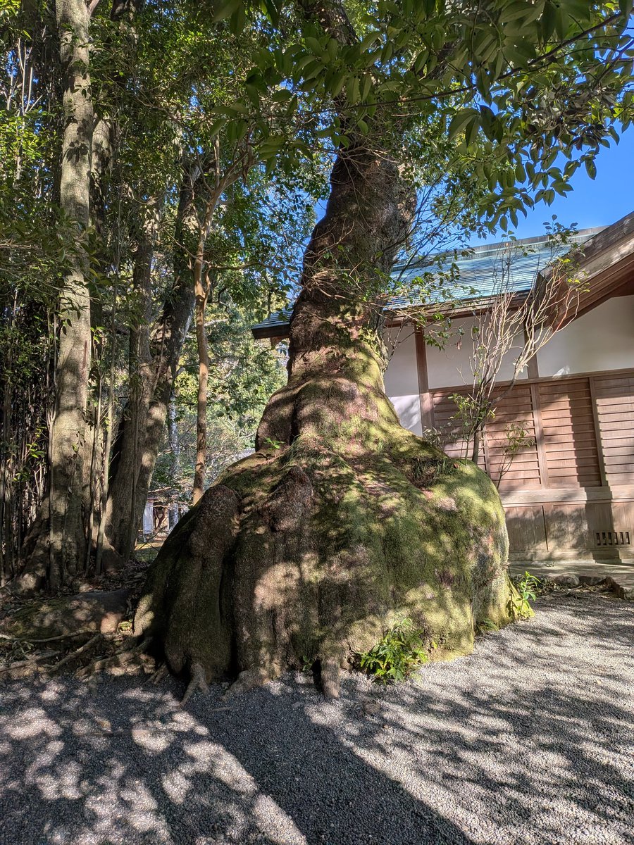 山を降りて、
『伊雑宮』へ。

こちらのご神木も大好きで(*˘︶˘*).｡.:*♡

10年ぶりの大楠さんに
ご挨拶出来ました。

人の命は儚いけれど
貴方を見ていると
ゆったり時を感じてもいいんだと。

節分前の気づき。