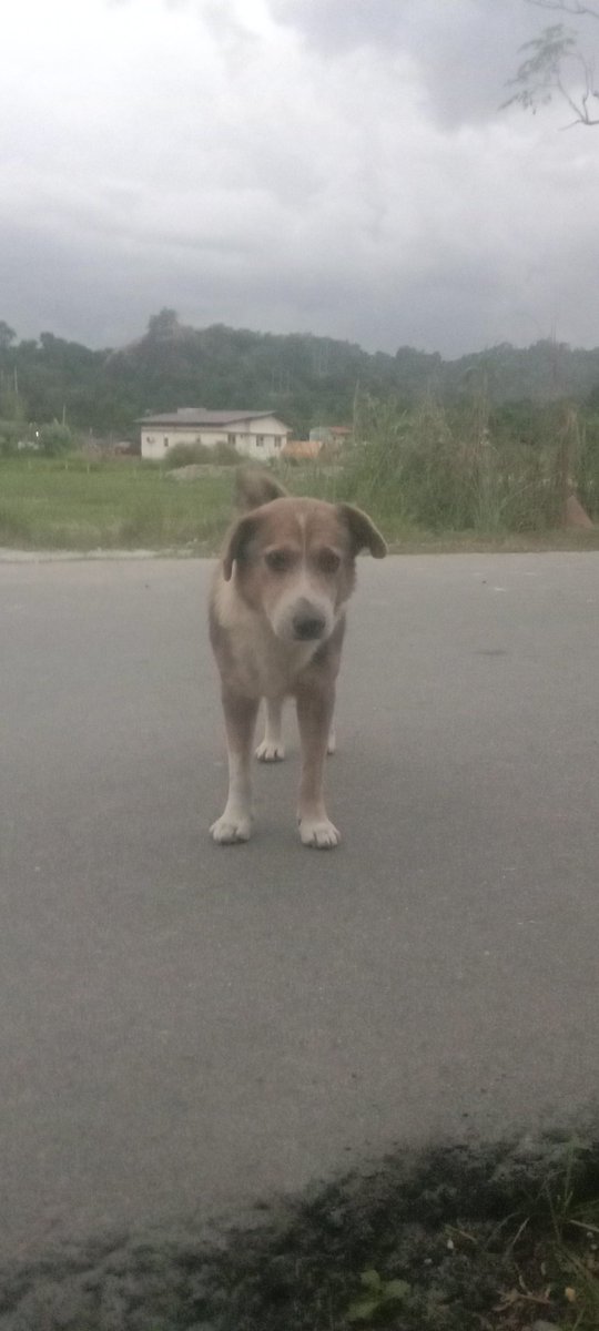 Rodcip30's tweet image. Gray Ford