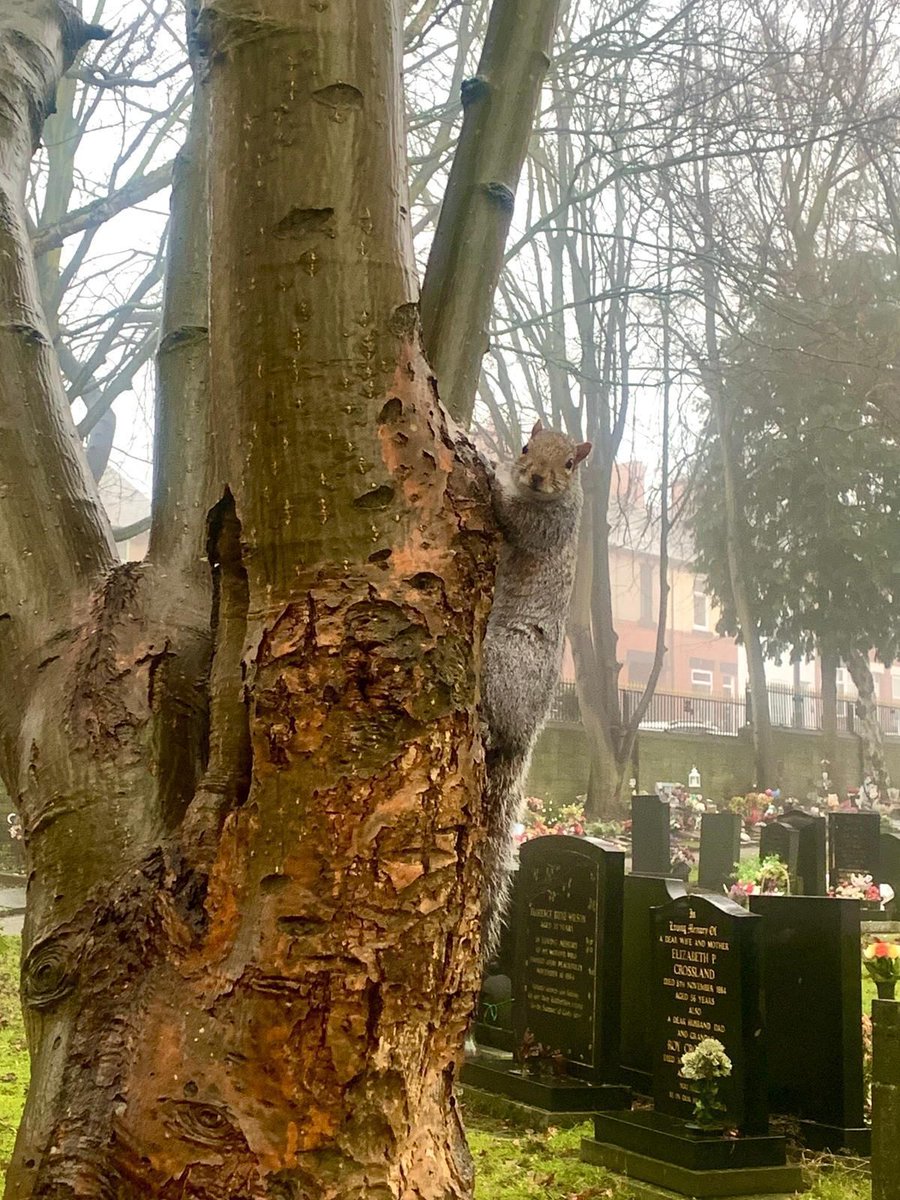 Friends of Wombwell Cemetery tweet media