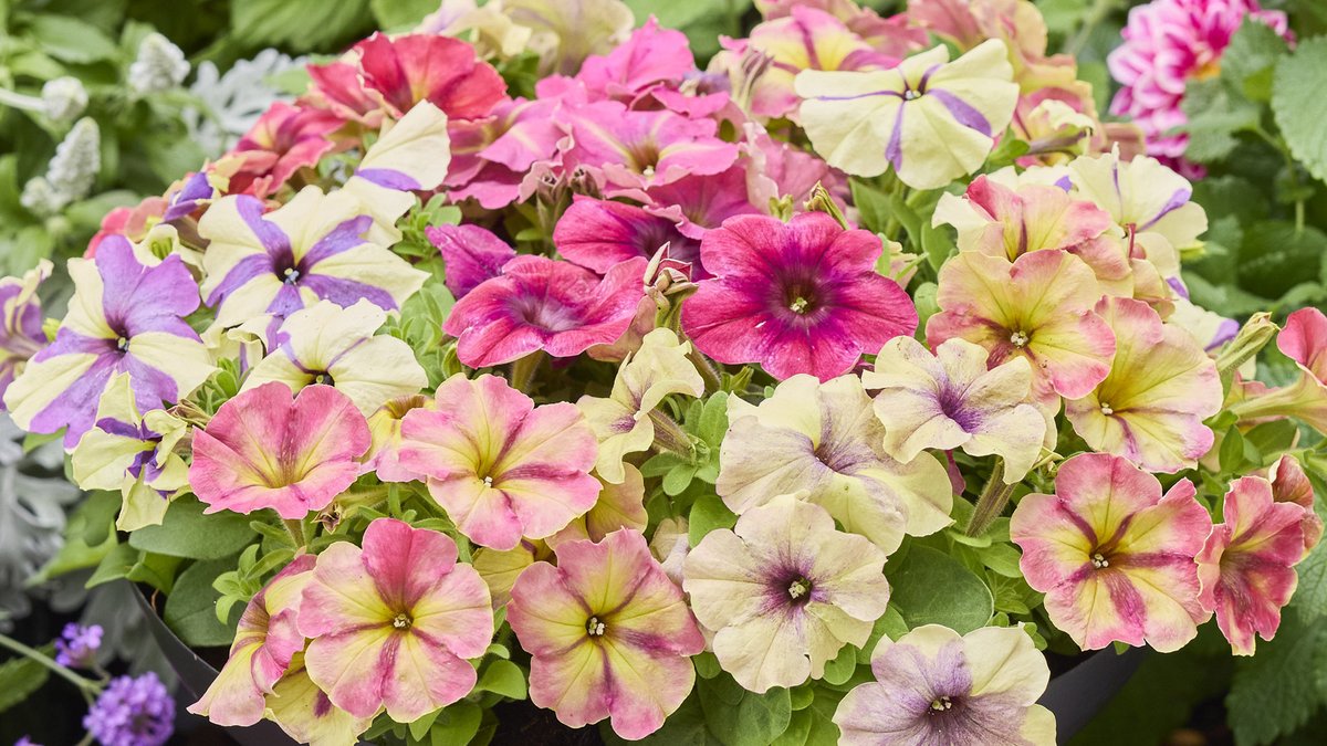 Earley Ornamentals tweet media