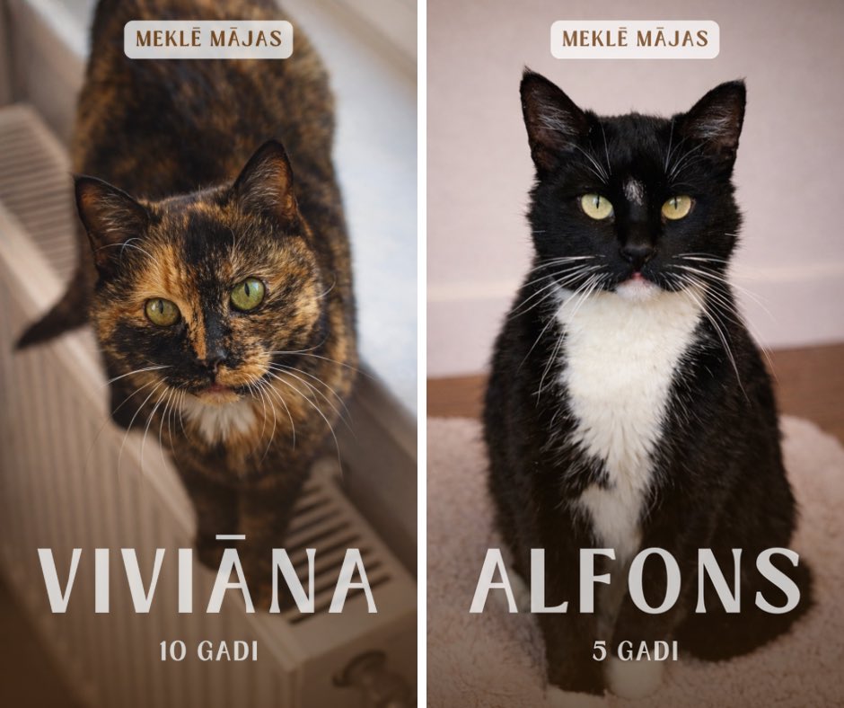 🥰 Mēs nereti dzirdam, ka šeit nemaz nav jūtama patversmes gaisotne. Un tas ir labākais kompliments!

😻 Kaķi pie mums nedzīvo būros [atskaitot situācijas, kad šad tad mazliet jāierobežo kāda ķepaiņa varonīgā villošanās vai jānodrošina speciāla diēta], bet gan mājas apstākļiem