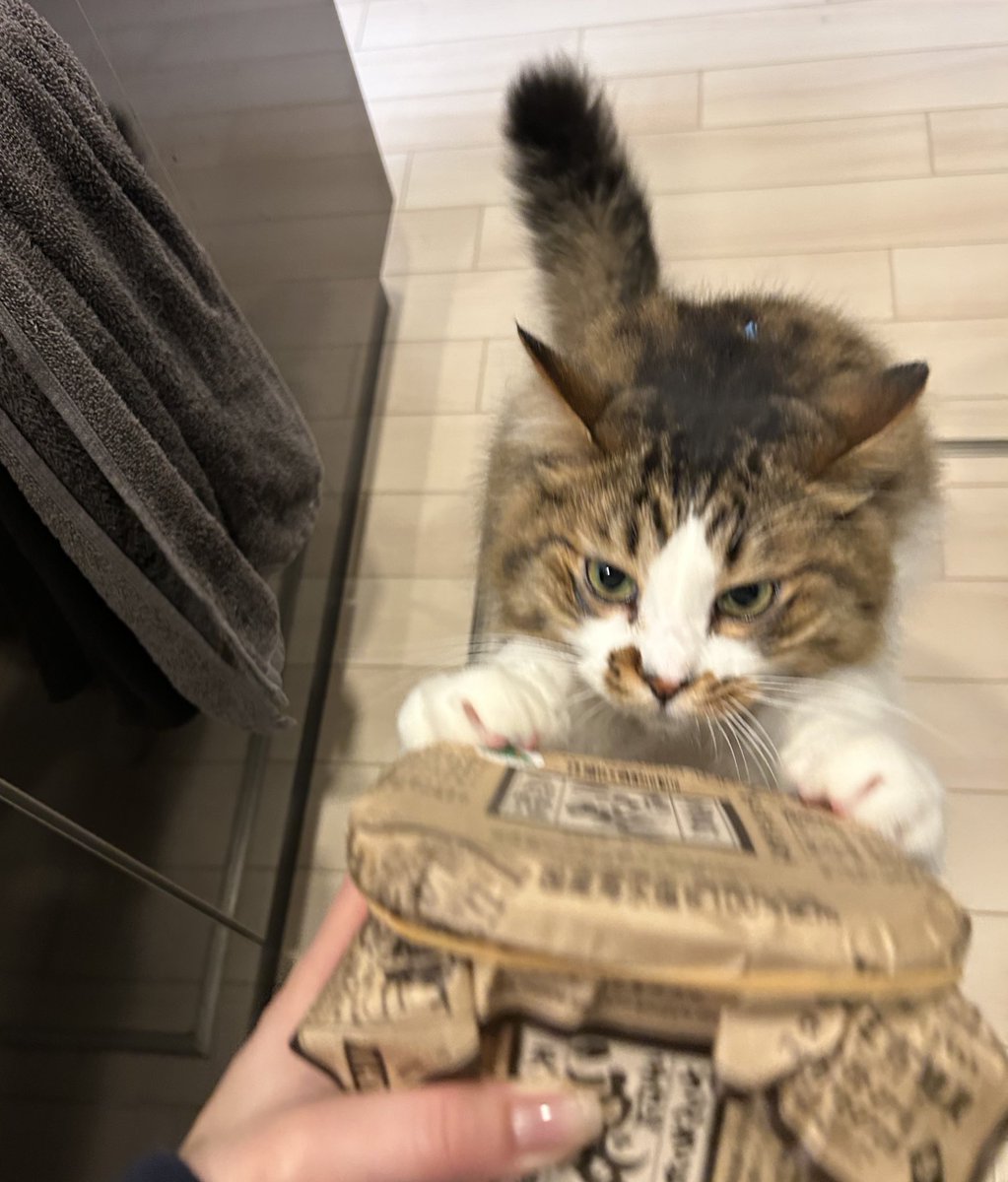 hotanyan's tweet photo. 新しい味噌は猫の確認を受けないといけない https://t.co/GtHlwaofeW