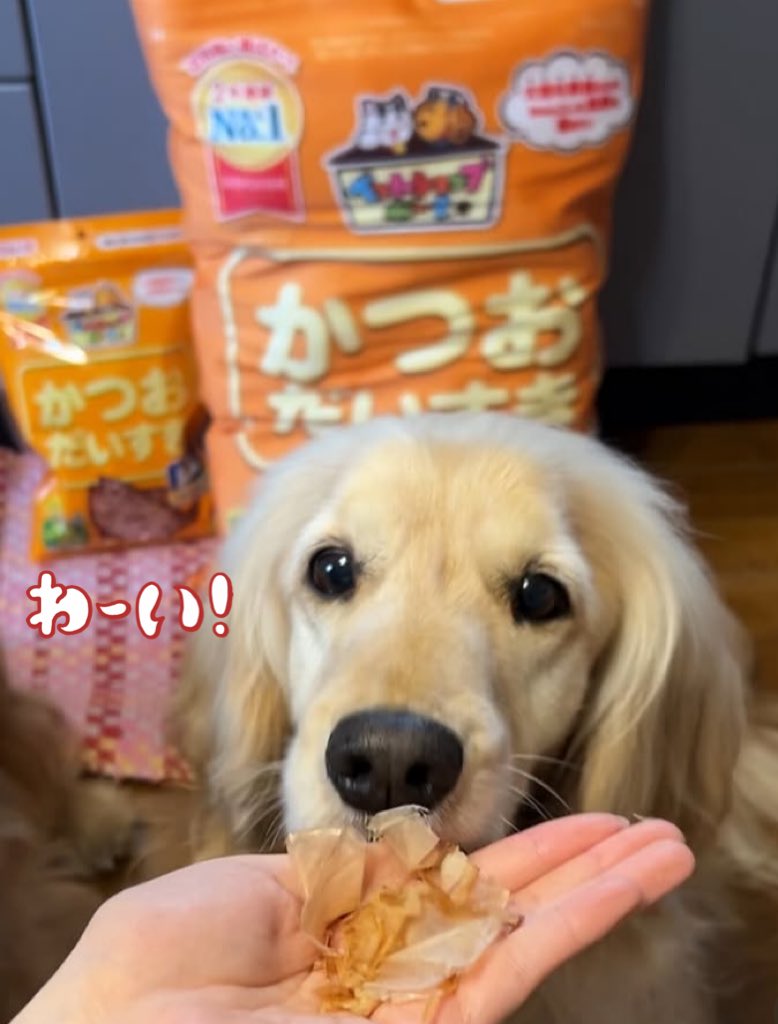 hachi_cray's tweet photo. かつおぶし大好きな双子犬 ASMR 咀嚼音 #shorts
https://t.co/pvEb0KDYa5
#ASMR #咀嚼音 #かつおだいすき #犬動画 #ゴールデンレトニエル https://t.co/jNfCEnx5Hk
