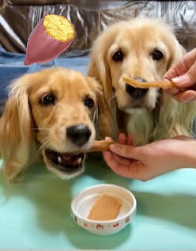 hachi_cray's tweet photo. 干し芋を食べる双子犬 ASMR 咀嚼音 #shorts
https://t.co/7S4Uf0Pstt
#ASMR #咀嚼音 #犬動画 #ゴールデンレトニエル https://t.co/soJe7DfcVg