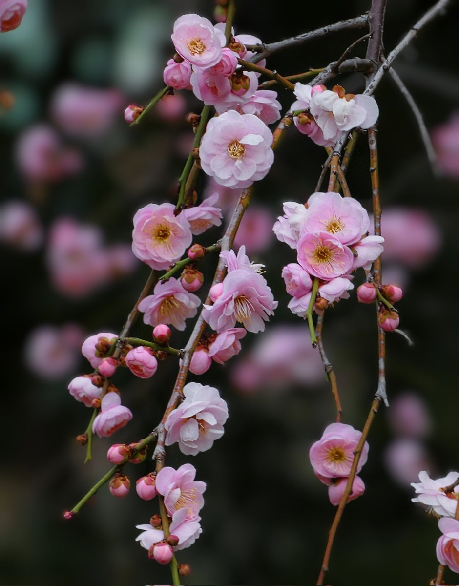 ZGKNlSuR1LOepfc's tweet image. 梅「藤牡丹枝垂」が咲いてました。
     豊後性で淡紅色の八重咲きです。 優雅に枝をしだれさせ、独特の風情があります。
     2026年1月中旬に東京都・小石川後楽園で撮影