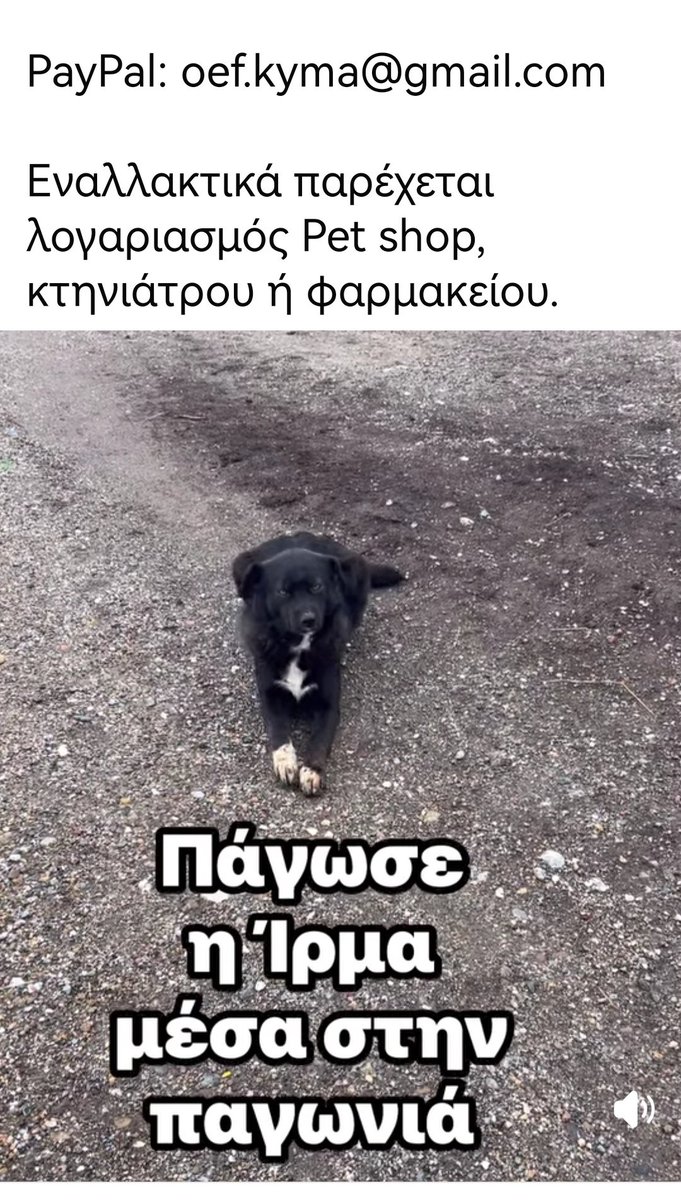 Christinalirou2's tweet photo. ‼️🆘‼️🆘‼️🆘‼️Έκκληση για Υιοθεσια της εθελόντριας για την Ιρμα. Ένα από τα πολλά ζωάκια που φροντίζει σιτιζει στα χωράφια. Στο χιόνι στην βροχή εκεί έξω χωρίς στέγη... Κοινοποιούμε παιδιά μήπως βρεθεί οικογένεια που θα το αγκαλιάσει.🏡🐕❤️✌️ https://t.co/J3ThM8als5
