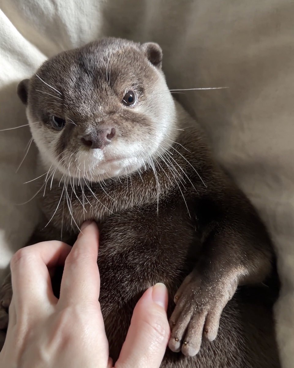 カワウソ☆オムレット