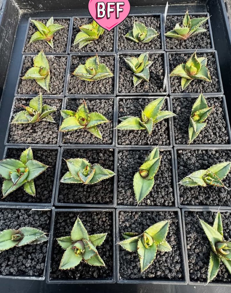 グッド多肉（goodtaniku） (@xiejunxian6990) / Posts / X