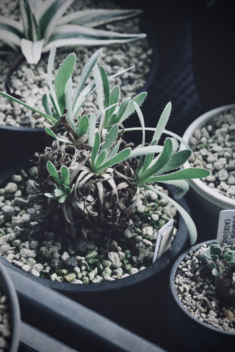 sakazuki_kadan's tweet photo. 一日 お疲れさまでした🪴゛
#オトンナ レトロルサ
#多肉植物 #観葉植物 #コーデックス #Othonna https://t.co/sLvIoRk6Nu