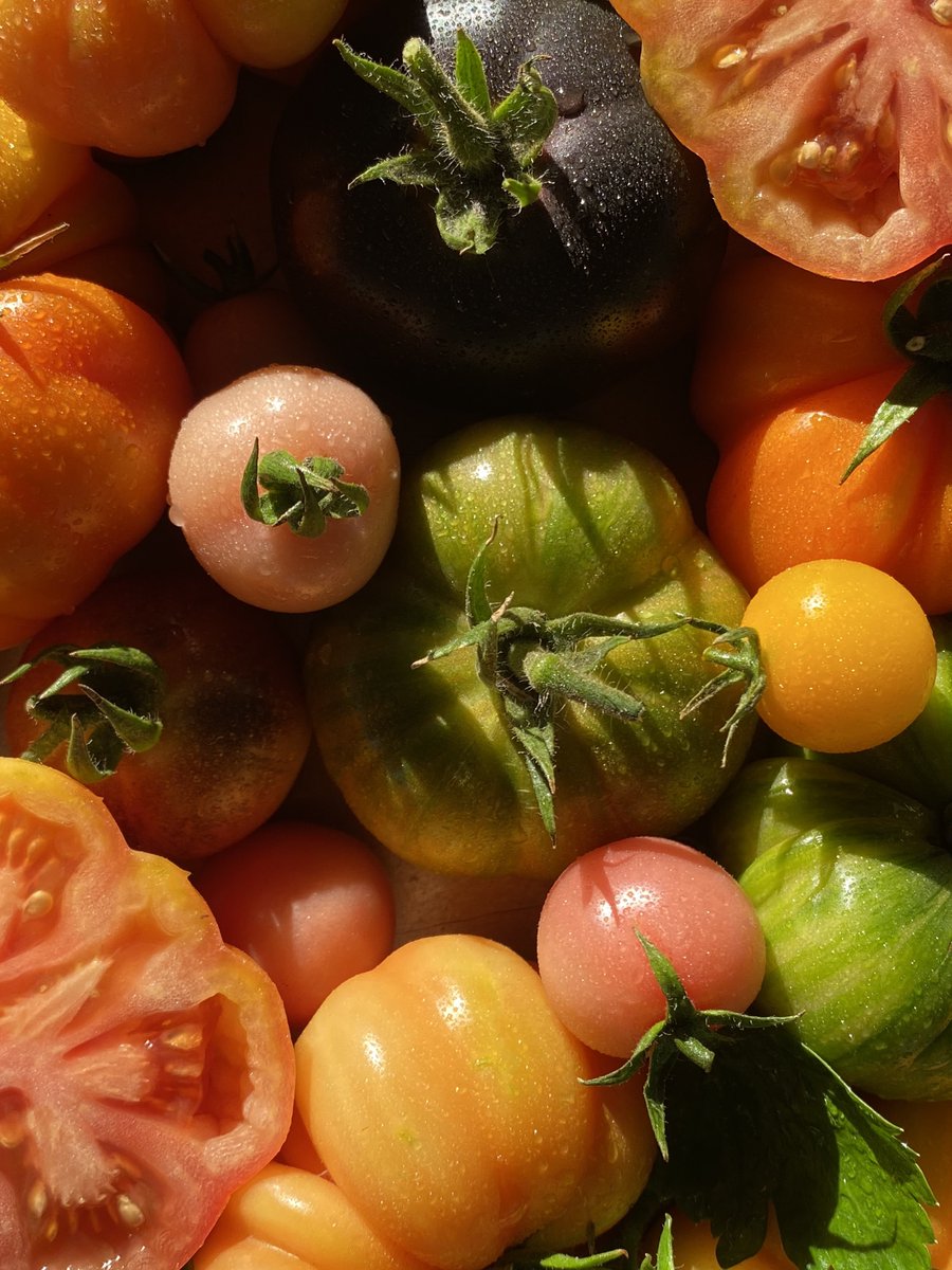 Craft House 🪄🍅Tomato person tweet media