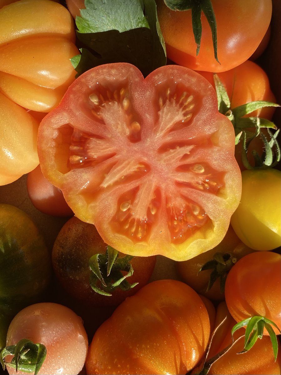 Craft House 🪄🍅Tomato person tweet media