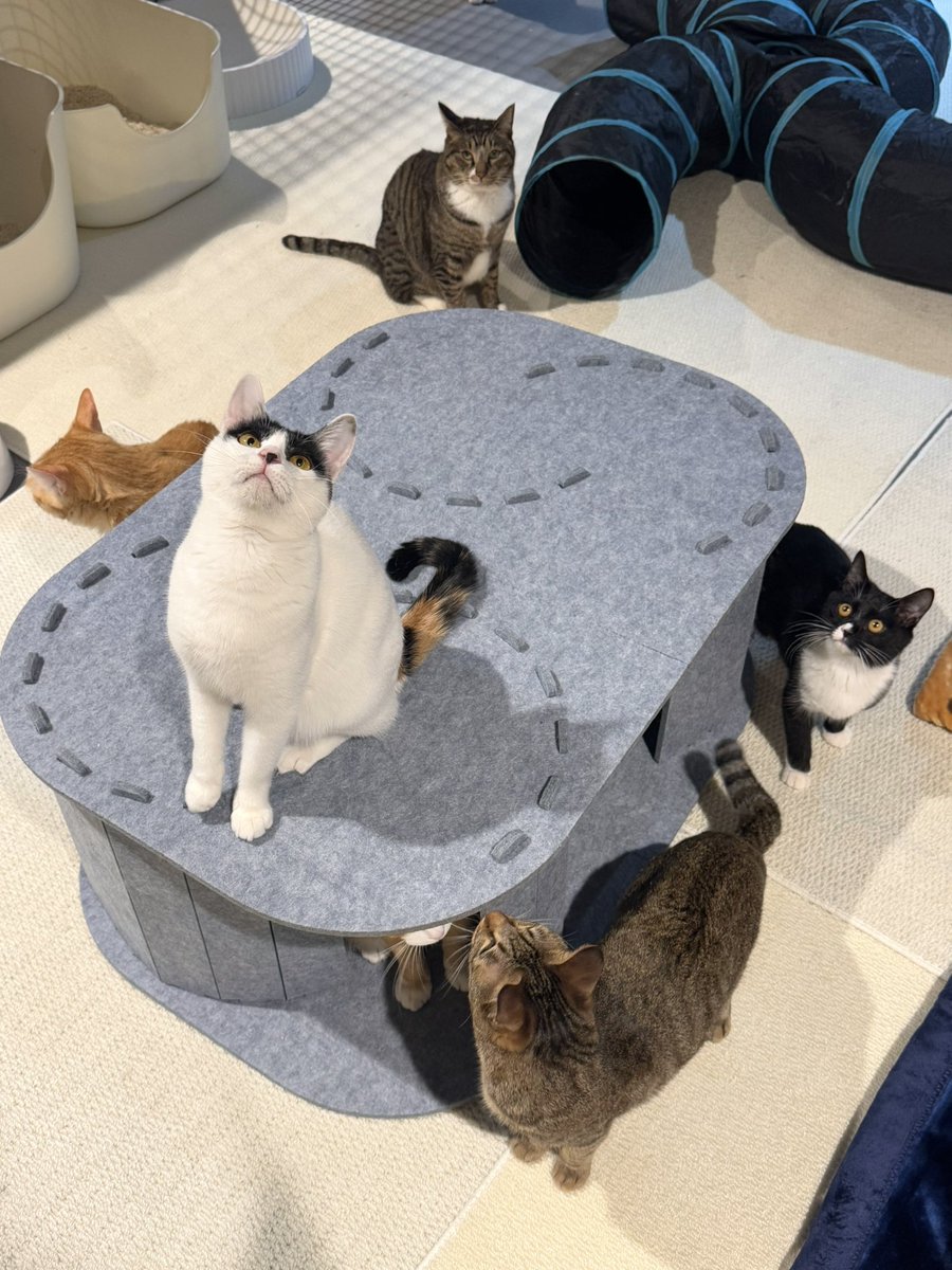 냥글냥글 동물보호단체 라이프 ! 

부산에 있어요 ! 

봉사문의는 라이프 인스타로 디엠주시면 됩니다 😆

요즘 봉사문의가 많이 없나봐요 ..!
저도 종종 봉사 가지만 봉사 많이 힘들지않아요 ..! 편하게 신청해주세요🥹

#동물보호단체라이프 
#사지말고입양하세요